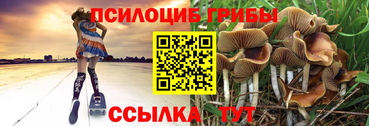 Псилоцибиновые грибы Psilocybine cubensis  Вход с VPN  Псилоцибиновые грибы прущие грибы  Ярцево 